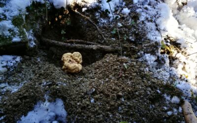 Fiera Internazionale del tartufo bianco d’Alba: la Guida Completa